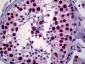 YY1 Antibody (clone 4A5)